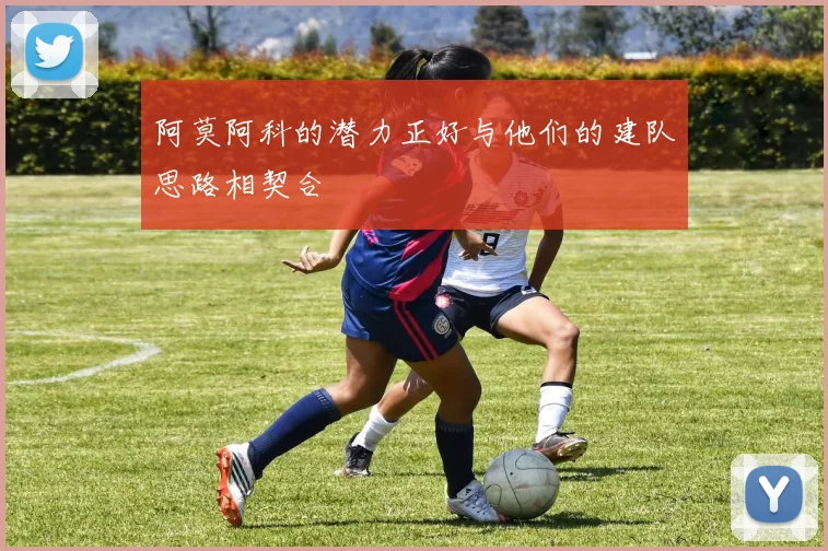 阿莫阿科的潜力正好与他们的建队思路相契合